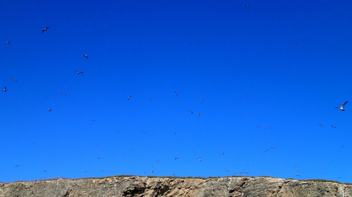 L’île aux oiseaux