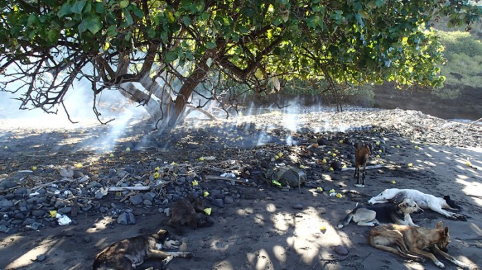 Sieste des chiens sur la plage de Pua, la chèvre surveille !