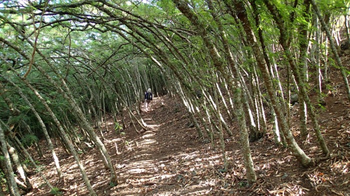 Tunnel d’arbres