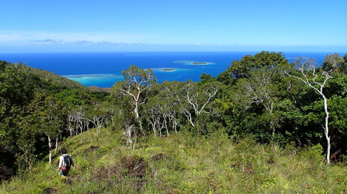 Savane à niaoulis dans la descente des roches de la Ouaïème