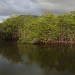 Mangrove et palétuviers de la rivière La Foa