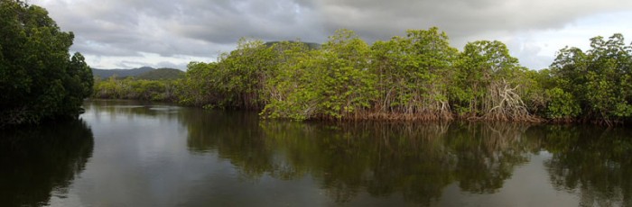 Mangrove et palétuviers de la rivière La Foa