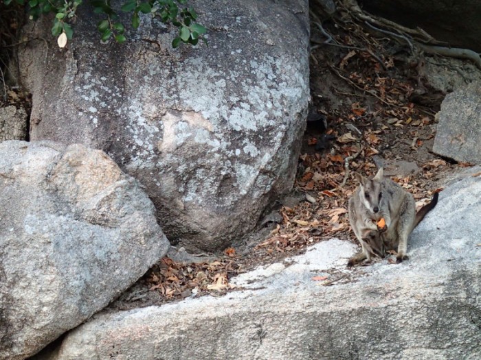 Rock wallabies