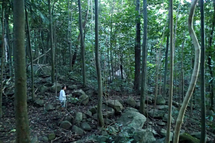 La forêt enchantée