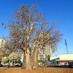 Centre ville de Darwin !