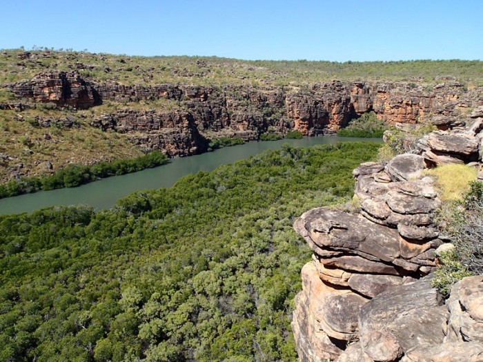 Mangrove en aval du East Arm falls et…