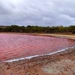 Lac Hillier, algues et bactéries pigmentent ce lac salé