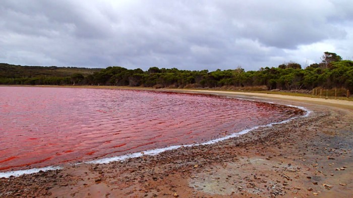 Lac Hillier, algues et bactéries pigmentent ce lac salé