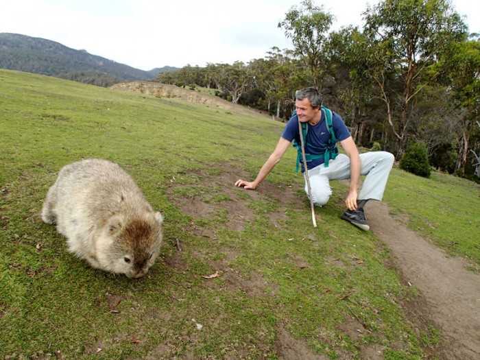 La tondeuse de Maria Island, le wombat !