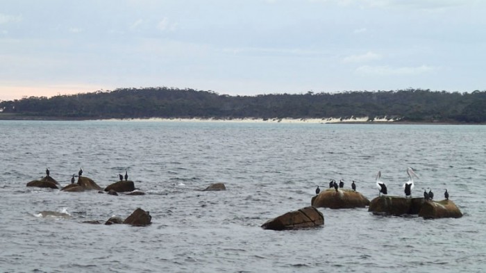 Cormorans et pélicans squattent le même espace