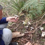 Des champignons en abondance