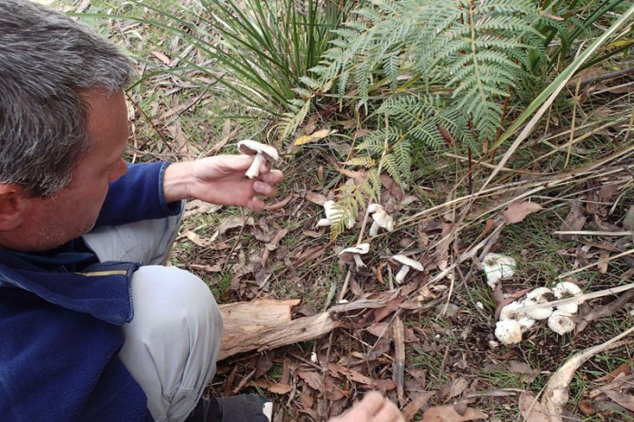 Des champignons en abondance