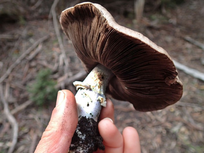 Field Mushroom, le plus commun