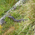 Le hautement venimeux Tiger snake