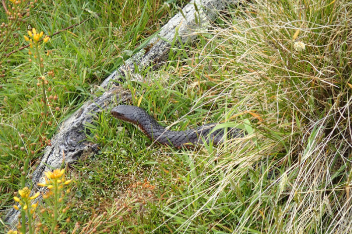 Le hautement venimeux Tiger snake