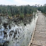 La réserve naturelle de Macleod Morass, dédiée à la chasse !