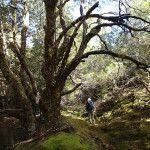 The Never Never, une vallée à la forêt enchantée !