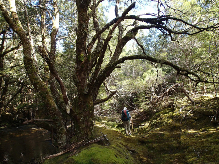 The Never Never, une vallée à la forêt enchantée !