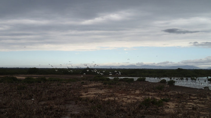 Ibis en masse