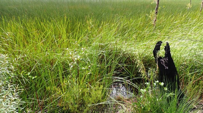 Woocoonba Lagoons