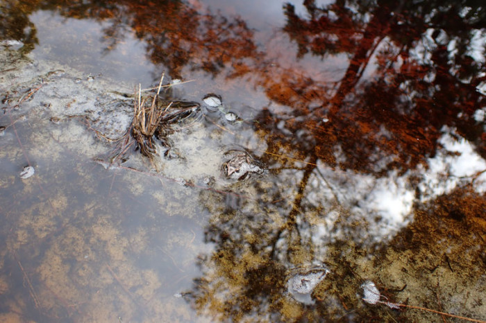 Où se cache la grenouille ?