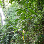 Lost in the jungle, Grenada