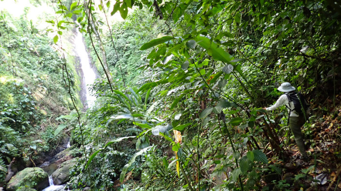 Lost in the jungle, Grenada